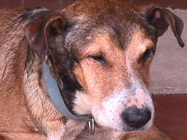 Asociación para el Trato Ético con los Animales denuncia un supuesto caso de maltrato animal en Busturia (Vizcaya)