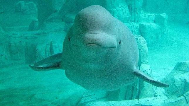 Captan el sonido de una ballena imitando la voz humana