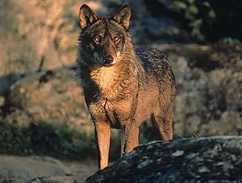 Castilla y León + las leyes europeas contra el lobo