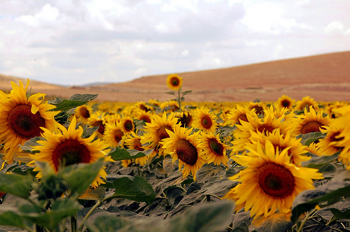 Al jardinero no le zumban los oídos