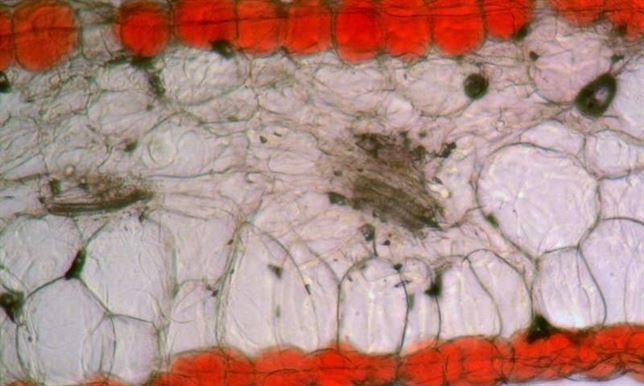 Por qué hay flores rojas