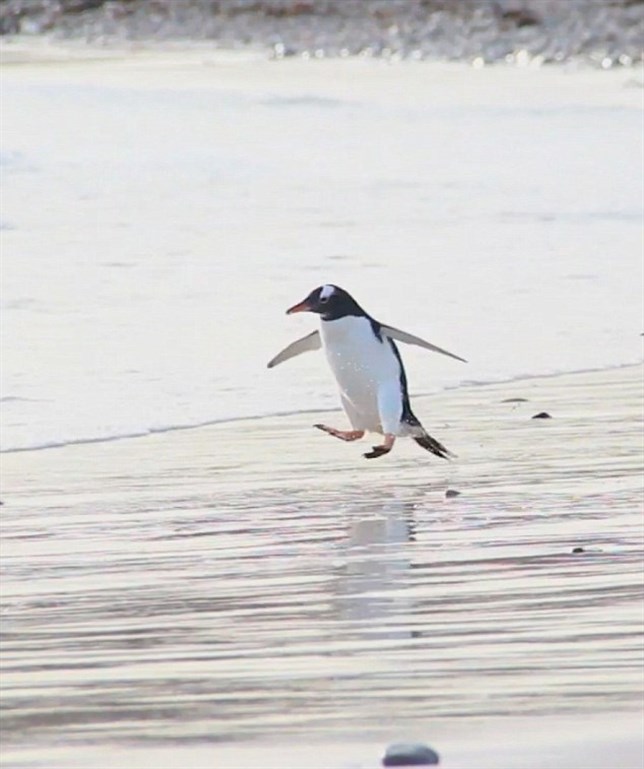 El miedo irracional de este pingüino al agua fría(Ver VIDEO)