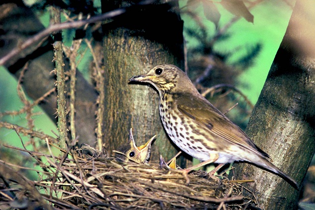 Un libro recoge las mejores rutas para la observación ornitológica en la Sierra de la Demanda