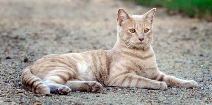 Denuncian al Ayuntamiento de Cartagena que pretende sacrificar a todos los gatos de sus calles