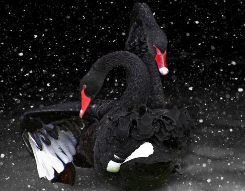 Animales ‘a todo ritmo’