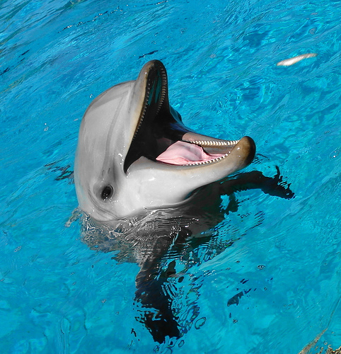 Los delfines y los humanos coinciden en preferir la brevedad a la hora de comunicarse