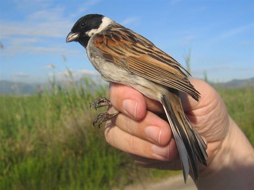 Desvelan los hábitats preferidos del escribano palustre