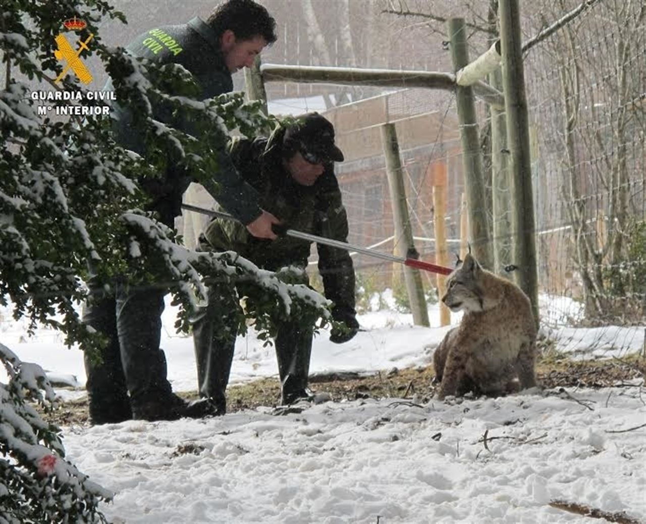 La Guardia Civil atrapa a la última lince boreal del parque de Lacuniacha