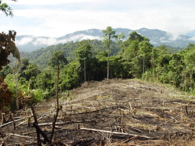Soya y bosques en el arco de la deforestación de Brasil: Una tregua temporal