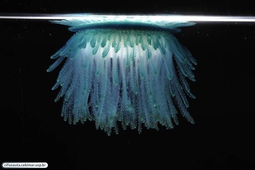 Qué sabemos de la parte no explorada de los océanos