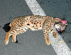 Europa admite ‘analizar’ los atropellos de lince ibérico