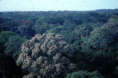 WWF pide apoyo al gobierno español para proteger el Parque Nacional Virunga de la explotación petrolífera