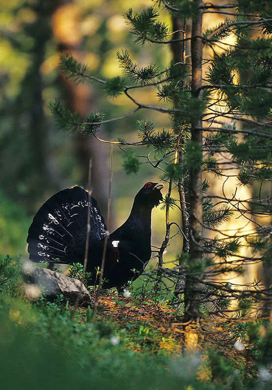 Las zonas de cortejo del urogallo están relacionadas con el estado de los bosques y su biodiversidad