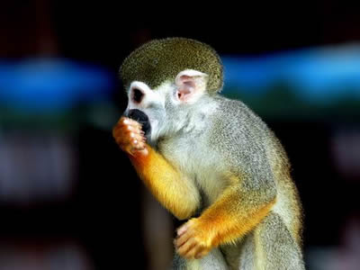 Aprende a cuidar la fauna y los espacios naturales con este curso