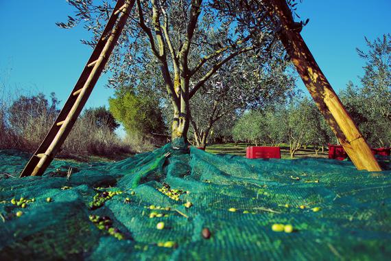 El cambio climático y los olivares españoles