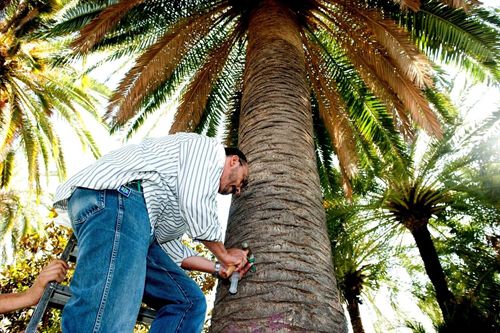 La lucha contra el picudo rojo en Cartagena se hará con un nuevo sistema "eficaz