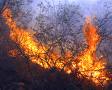 Los incendios arrasan 12.000 hectáreas en España