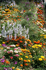 Brigadas de conservación de microrreservas de flora