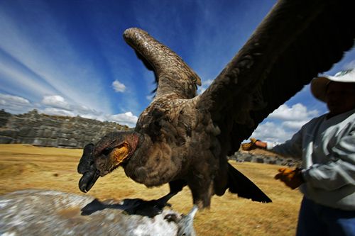 Países andinos contra el tráfico ilegal de animales silvestres