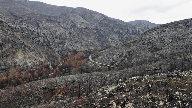 350.000 euros para la restauración ecológica de dos montes incendiados en Málaga