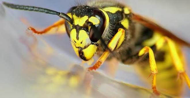 Fallece un vecino de O Porriño (Pontevedra) tras sufrir un ataque de avispa velutina