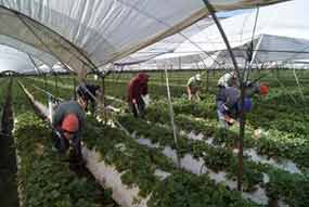 Amplio apoyo de Oxfam a agricultura sostenible cubana