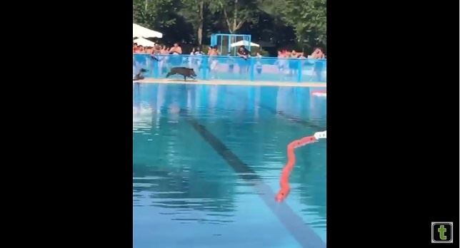 Un jabalí en la piscina (Mira el VIDEO)