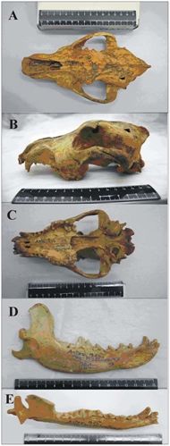 Fósiles en Siberia de perros domésticos de hace 33.000 años
