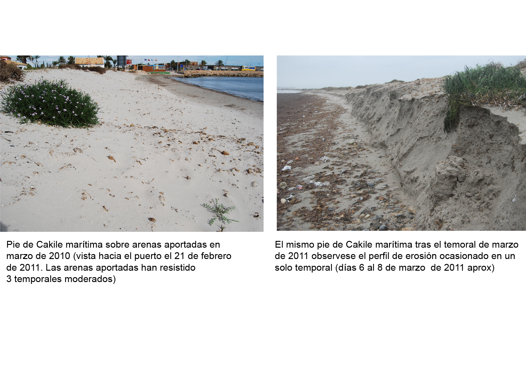 Anse pide medidas urgentes para frenar la destruccíon de la playa y dunas de la Llana