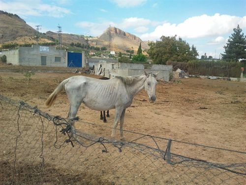 Denuncian ante el Seprona el estado de "abandono" de los caballos de una finca en Atarfe