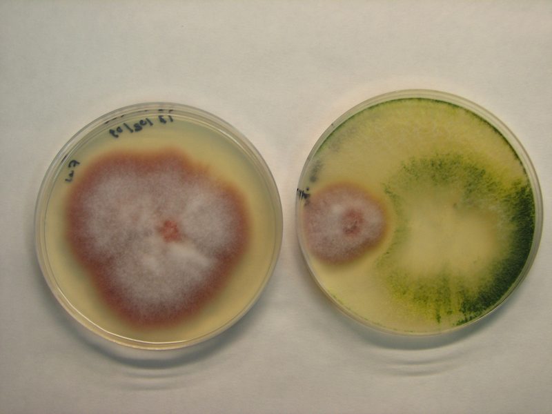 Nuevos sustratos “a la carta” basados en compostaje de residuos vegetales