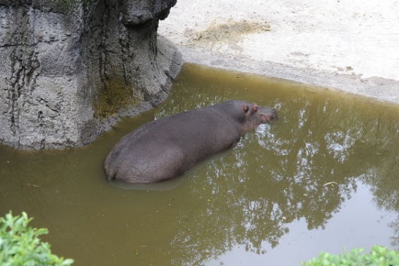 Tras inspección en zoológicos se aseguraron 133 animales por no tener trato digno