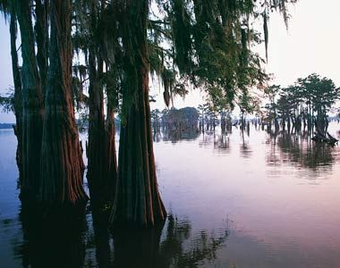 Desviar el río Mississippi según Nature Geoscience ayudaría a mantener los humedales de Luisiana