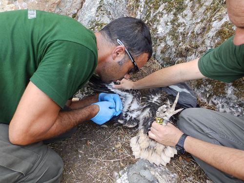 Anillados 16 pollos de alimoche en la campaña de este año en cinco provincias andaluzas