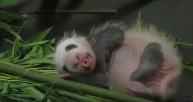 El adorable momento en el que una cría de oso panda intenta levantarse (Ver VIDEO)