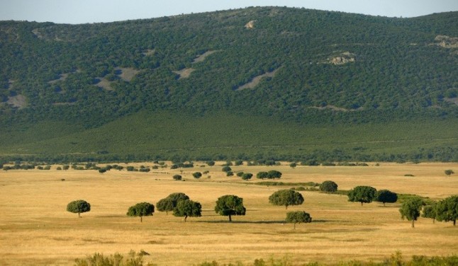 Polémica a cuenta de la plantilla presente en el Parque Nacional de Cabañeros