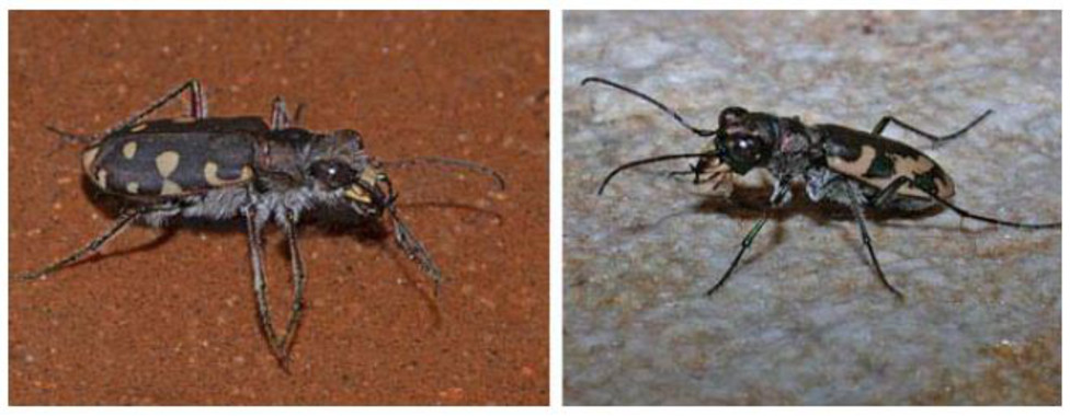 Descubiertas nueve especies de cicindelas en las estepas salinas mediterráneas