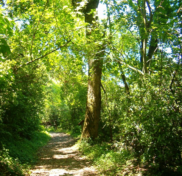 Optimismo en el Año Internacional de los Bosques