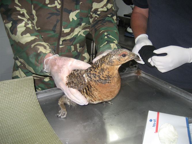 Plan de recuperación de la especie