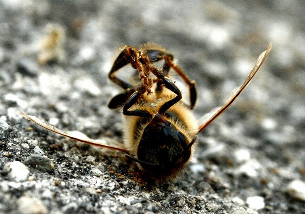 Los plaguicidas vuelven a masacrar a las abejas de Mazarrón