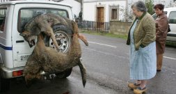 Asturias. Matanza de lobos en Teverga