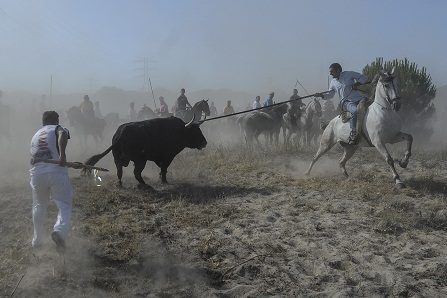 Expediente sancionador contra el Toro de la Vega