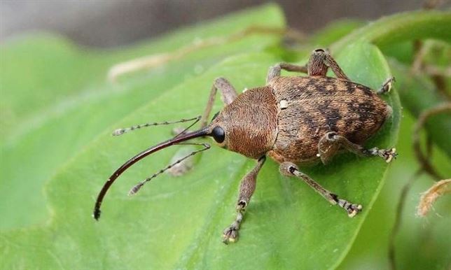 Estudian el calentamiento global estudiando insectos recogidos de azoteas