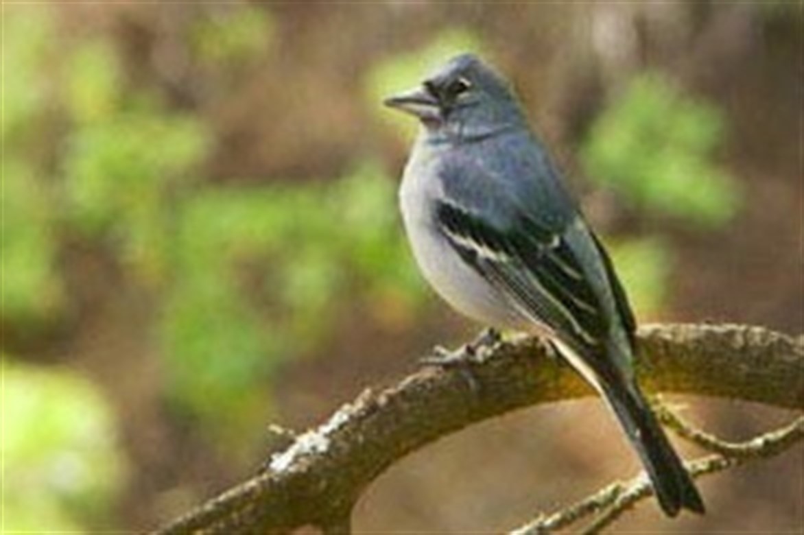 Aumenta la población de pinzones azules de Canarias tras los incendios de hace una década