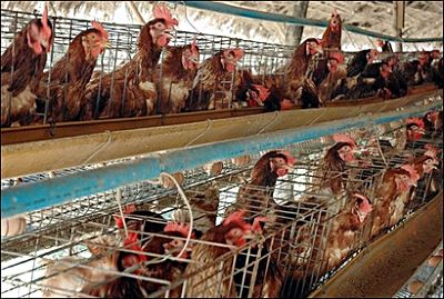 Más de un millón de gallinas se beneficiarán de la nueva normativa para granjas de aves en Tenerife