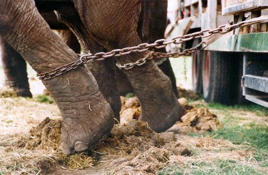 Los circos ven en la prohibición de utilizar animales… absoluta ignorancia