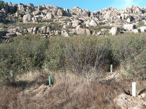 Reforesta colabora en la conservación de los bosques con la plantación de 220 árboles en La Pedriza