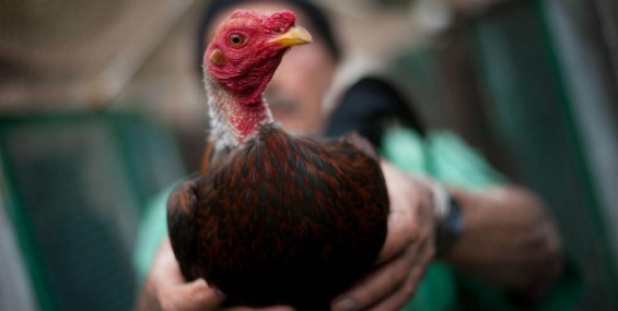 Prohibidas las riñas de gallos en Tucumán