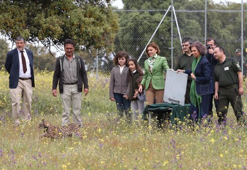 Suelta de dos linces hembras ‘LAVA’ y ‘LILA’