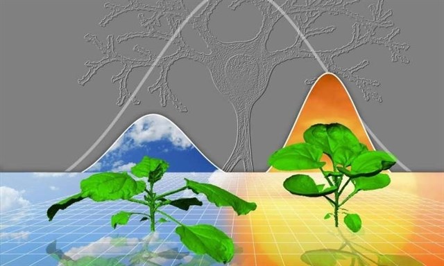 Plantas y cerebros crecen según reglas matemáticas similares